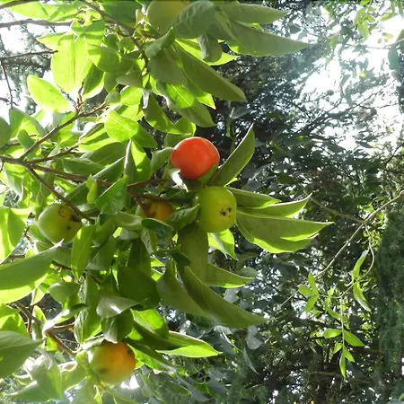 Castello Di Nocleg ze śniadaniem Frassinello